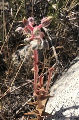 Dudleya saxosa aloides