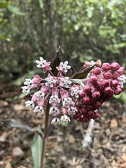 Asclepias pellucida
