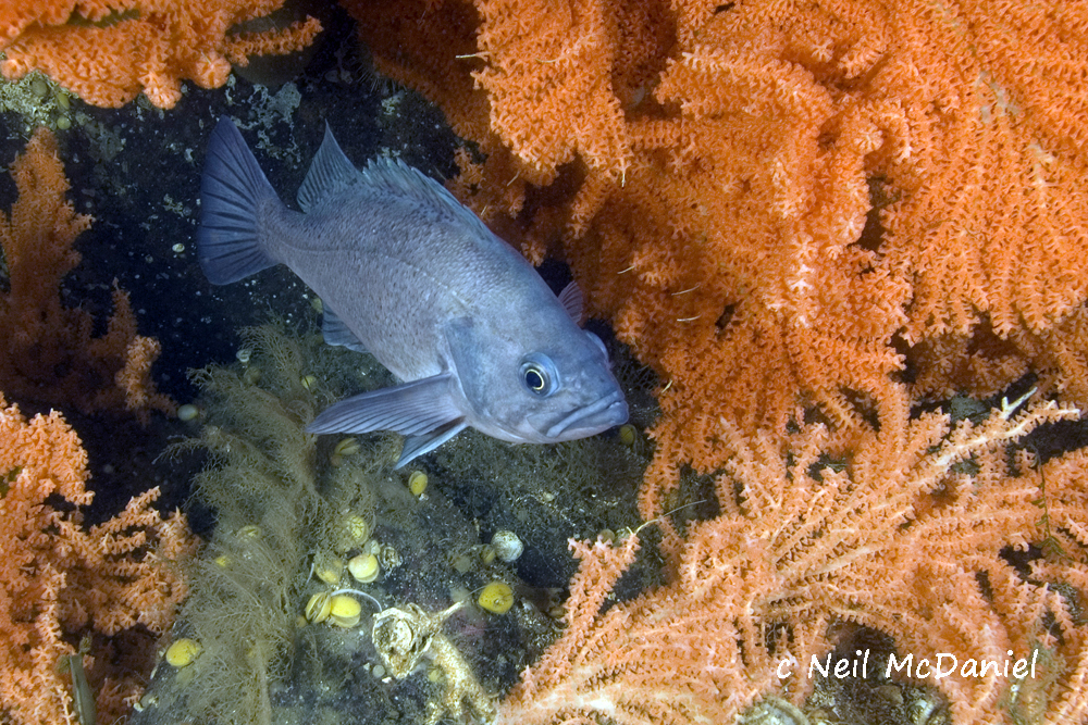 Dusky Rockfish