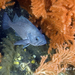 Dark Dusky Rockfish - Photo (c) Neil McDaniel, some rights reserved (CC BY-NC), uploaded by Neil McDaniel