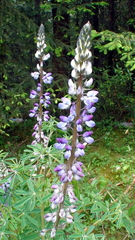 Lupinus montanus