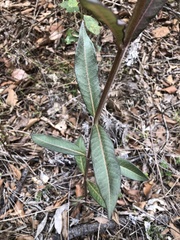 Asclepias pellucida