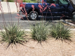 Hesperaloe parviflora