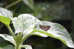 Vehilius stictomenes
