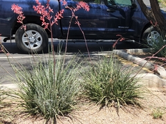 Hesperaloe parviflora