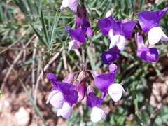 Lathyrus filiformis