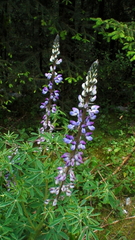 Lupinus montanus
