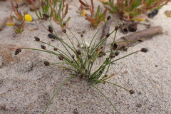 Isolepis setacea