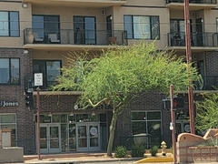 Parkinsonia praecox