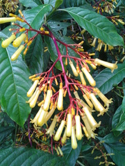 Palicourea padifolia