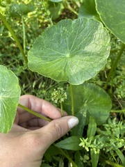 Hydrocotyle prolifera