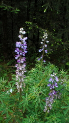 Lupinus montanus