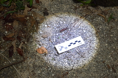 Heteraneflus castaneus