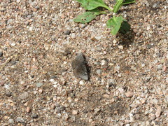 Erynnis icelus