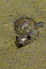 Myocastor coypus