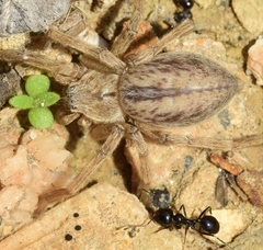 Eusparassus levantinus