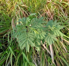 Albizia tanganyicensis