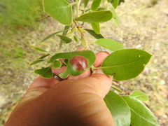 Exobasidium arctostaphyli