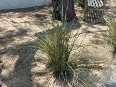 Poaceae