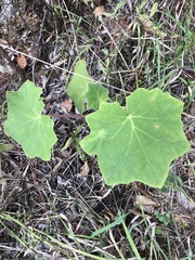 Roldana cristobalensis