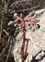 Dudleya saxosa aloides