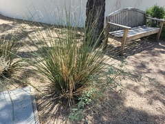 Poaceae