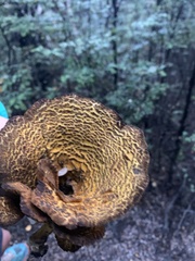 Austropaxillus squarrosus