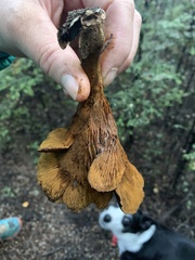 Austropaxillus squarrosus