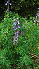Lupinus montanus