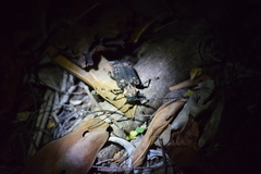 Polyrhaphis michaeli