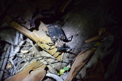 Polyrhaphis michaeli