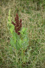 Rumex