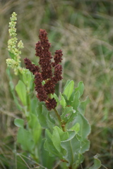 Rumex