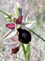 Ophrys exaltata