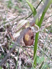 Ophrys exaltata
