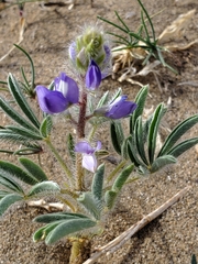 Lupinus pusillus