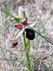 Ophrys exaltata