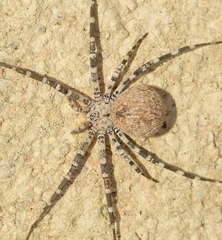 Hersiliola simoni