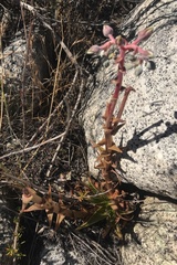 Dudleya saxosa aloides