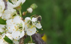 Andrena hippotes