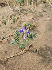 Lupinus pusillus