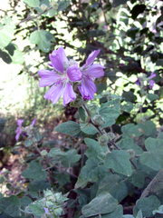 Malva olbia