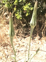 Tragopogon porrifolius