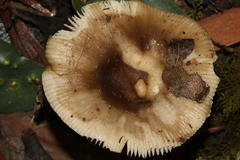 Russula viridis