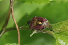Dolycoris baccarum