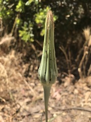 Tragopogon porrifolius