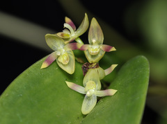 Pleurothallis cypelligera