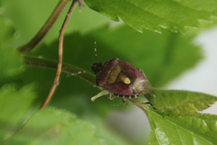 Dolycoris baccarum