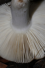 Russula viridis