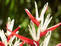 Heliconia acuminata